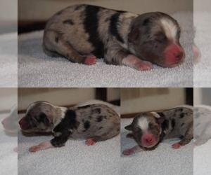 Miniature Australian Shepherd Puppy for sale in BROOKER, FL, USA