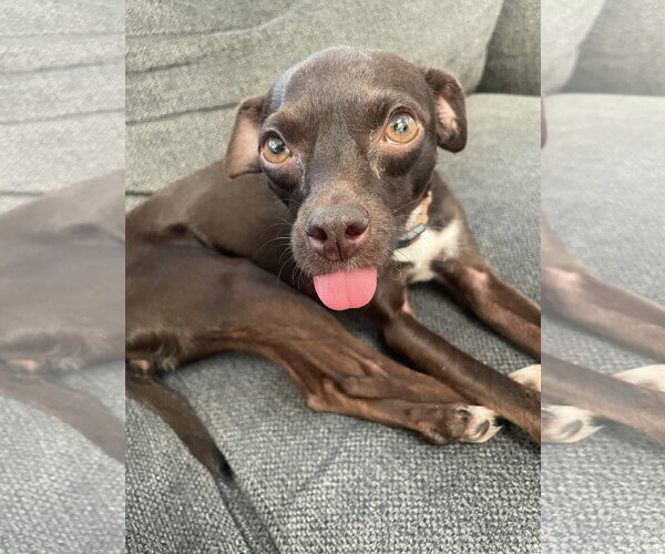 Medium Photo #1 Chipin Puppy For Sale in Escondido, CA, USA