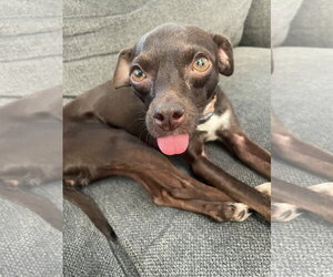 Chipin Dogs for adoption in Escondido, CA, USA