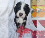 Puppy Heath Bernedoodle