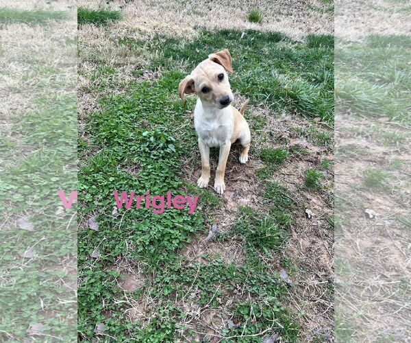 Medium Photo #1 Chihuahua-Unknown Mix Puppy For Sale in Ball Ground, GA, USA