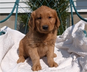 Medium Golden Retriever