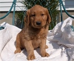 Puppy 5 Golden Retriever