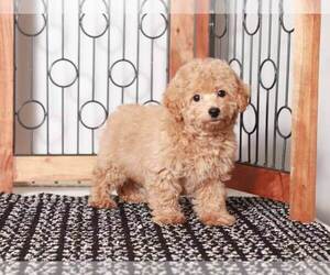 Bichon Frise-Poochon Mix Puppy for sale in NAPLES, FL, USA