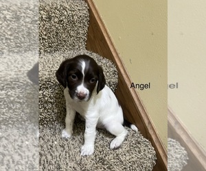 English Springer Spaniel Puppy for sale in SHEBOYGAN, WI, USA
