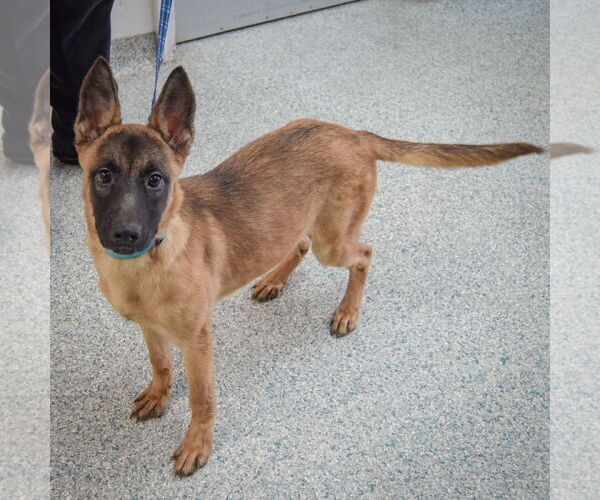 Medium Photo #2 German Shepherd Dog-Unknown Mix Puppy For Sale in Huntley, IL, USA