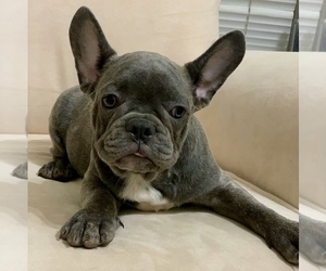 French Bulldog Puppy for sale in NEWNAN, GA, USA