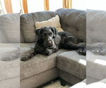 Small #1 Schnauzer (Giant)
