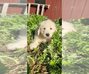 Komondor-Maremma Sheepdog Mix Puppy for sale in TOLLAND, CT, USA