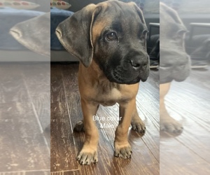 Cane Corso Puppy for sale in SLIGO, PA, USA