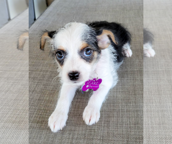 Medium Photo #6 Rat-Cha Puppy For Sale in Corona, CA, USA