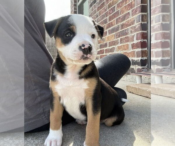 Medium Photo #4 Australian Shepherd-Unknown Mix Puppy For Sale in OKLAHOMA CITY, OK, USA