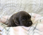 Puppy Mocha Labrador Retriever