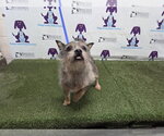 Small Mutt