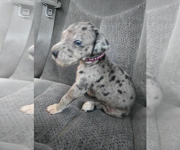 Medium Photo #2 Great Dane Puppy For Sale in MADISON, IN, USA