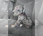 Small #1 Great Dane