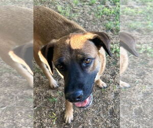 Mutt Dogs for adoption in Phoenix, AZ, USA