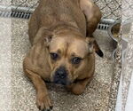 Small American Pit Bull Terrier Mix