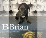 Puppy Brian Yorkshire Terrier