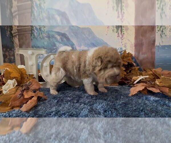 Medium Photo #5 Chinese Shar-Pei Puppy For Sale in OOLOGAH, OK, USA
