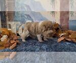 Small #4 Chinese Shar-Pei