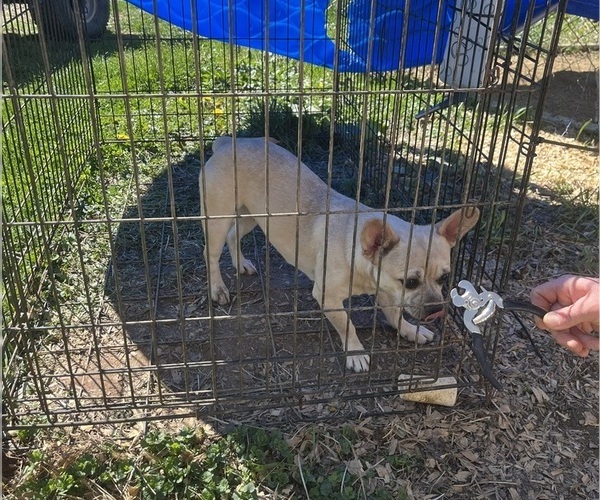 Medium Photo #52 French Bullhuahua Puppy For Sale in SPRAGGS, PA, USA