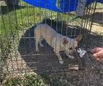 Small Photo #52 French Bullhuahua Puppy For Sale in SPRAGGS, PA, USA