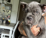 Small #3 Cane Corso