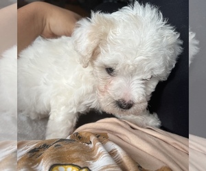 Maltipoo Puppy for sale in RESTON, VA, USA