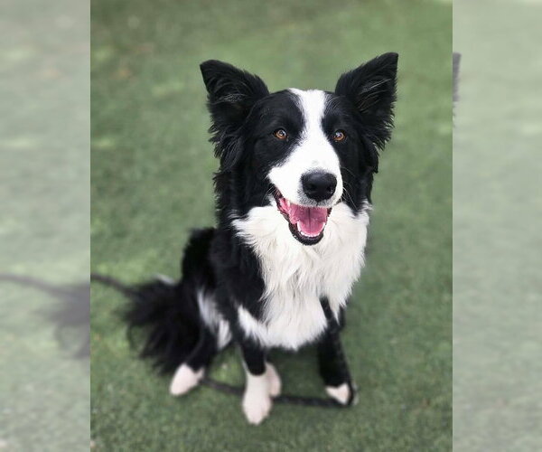 Medium Photo #2 Border Collie-Unknown Mix Puppy For Sale in Lakewood, CO, USA
