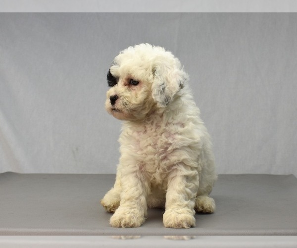 Medium Photo #7 Havanese-Maltipoo Mix Puppy For Sale in SAN DIEGO, CA, USA
