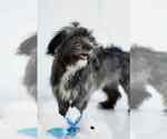 Small #2 Shih-Poo