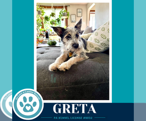 Greta (Gee Pups) 082226 - Female Shih Tzu-Unknown Mix Dog for Adoption - Photo #9
