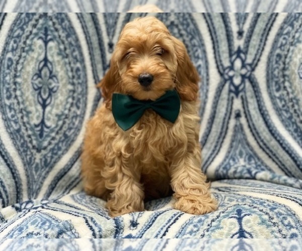 Medium Photo #1 Cockapoo Puppy For Sale in LAKELAND, FL, USA