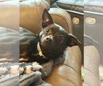Small #9 Chihuahua Mix