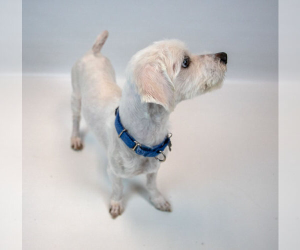 Medium Photo #3 Mutt Puppy For Sale in Kennesaw, GA, USA