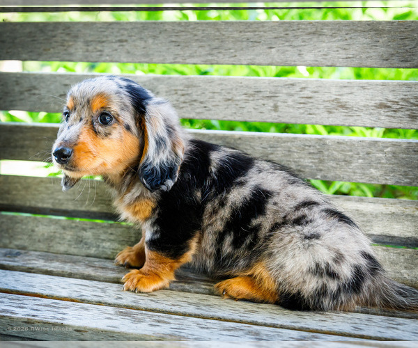 Medium Photo #6 Dachshund Puppy For Sale in WAKARUSA, IN, USA