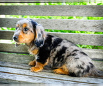 Small #5 Dachshund