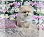 Small #100 Pomeranian