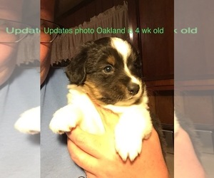 Miniature Australian Shepherd Puppy for sale in MICAVILLE, NC, USA