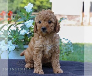 Goldendoodle (Miniature) Puppy for sale in EAST EARL, PA, USA