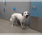 *LYSANDER - Male Great Pyrenees-Unknown Mix Dog for Adoption - Small photo