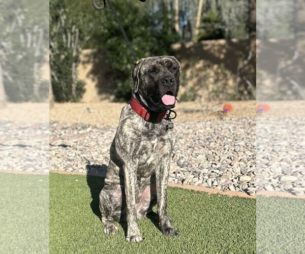 Medium Photo #2 Mutt Puppy For Sale in Goodyear, AZ, USA