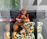 Small Photo #4 Boxer-Unknown Mix Puppy For Sale in Hillsboro, NH, USA