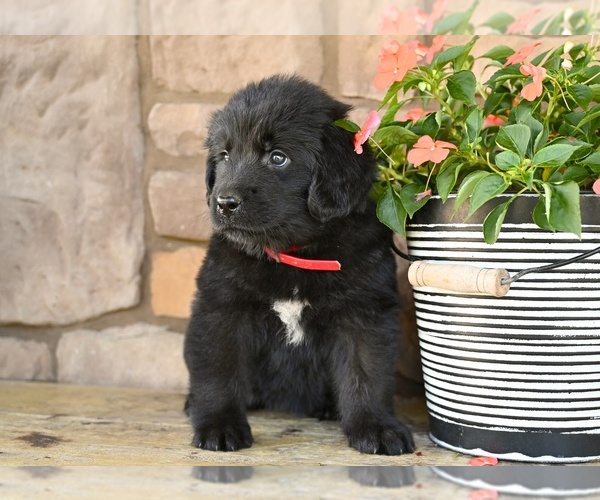 Medium Photo #6 Newfoundland Puppy For Sale in MILLERSBURG, OH, USA