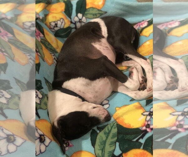 Medium Photo #5 Jack Russell Terrier-Unknown Mix Puppy For Sale in Royal Palm Beach, FL, USA