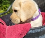 Small Photo #1 Labrador Retriever Puppy For Sale in BROOKSVILLE, FL, USA