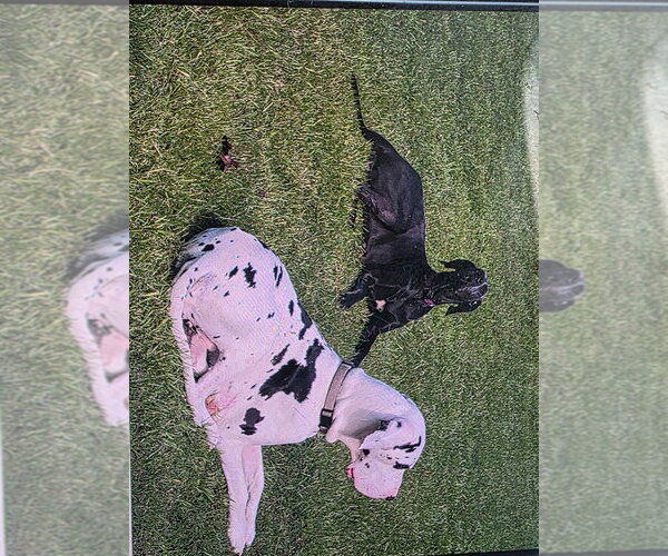 Medium Photo #3 Great Dane Puppy For Sale in Bullard, TX, USA