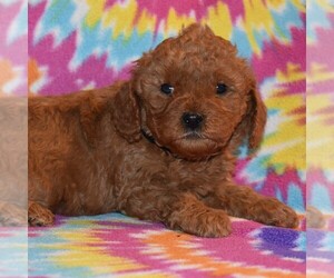 Goldendoodle-Poodle (Miniature) Mix Puppy for sale in SUNBURY, PA, USA