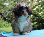 Puppy Quince Shih Tzu